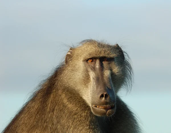 Dieren in het wild Afrika: baviaan — Stockfoto