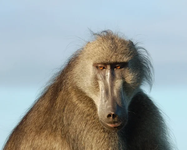 Margasatwa Afrika: Baboon — Stok Foto