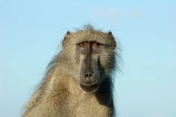 Maymun (Papio ursinus) — Stok fotoğraf