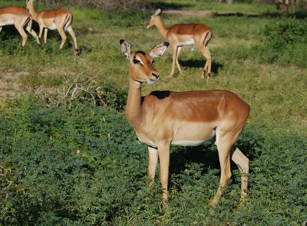 Antilope Impala — Photo