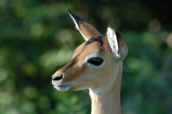 Impala antilopy — Stock fotografie
