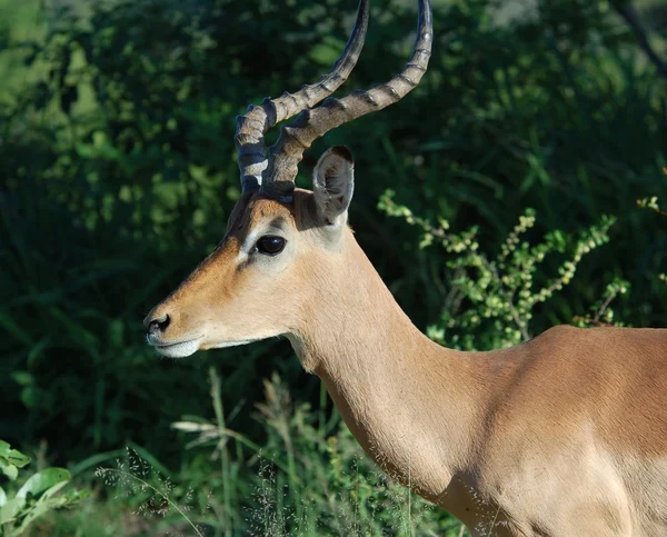 Afrikanische Tierwelt: Impala — Stockfoto