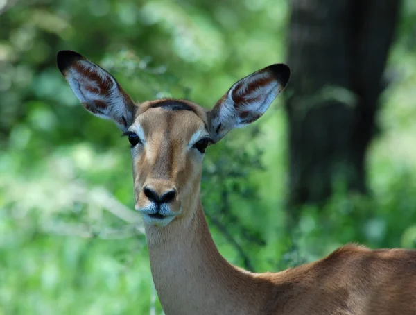 Impala: Aepyceros Melampus — Stockfoto