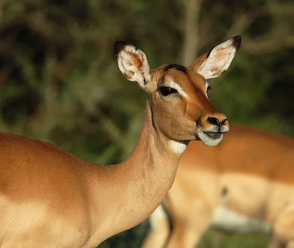 Impala antílope — Fotografia de Stock