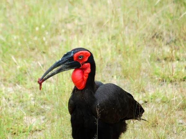 Afrikanska fåglar: Ground Hornbill — Stockfoto