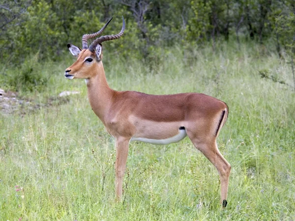 Antílope de Impala — Foto de Stock