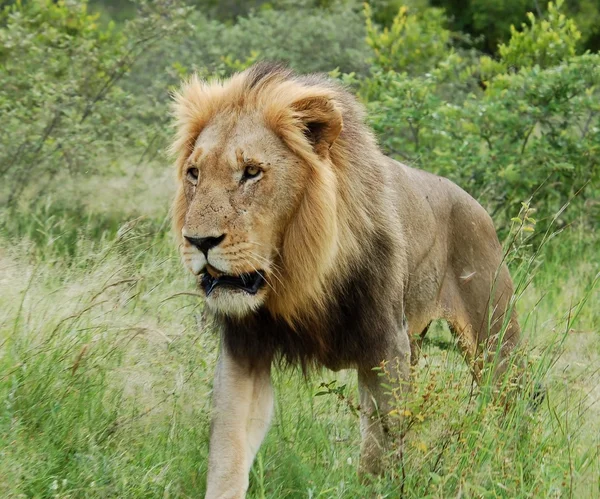 Lion (Panthera leo) — Stock Photo, Image