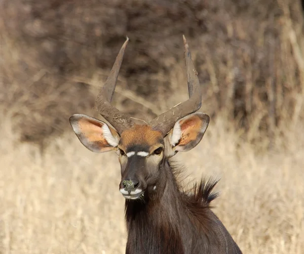 Nyala Antelope — Stock Photo, Image