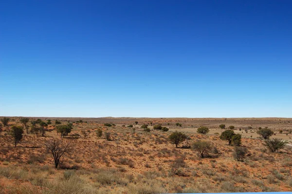 Désert du Kalahari paysage — Photo