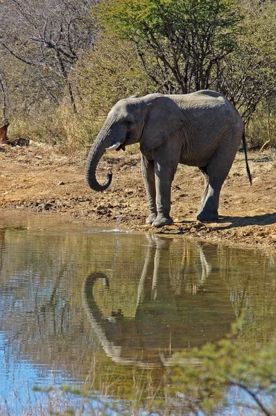Elefante africano — Foto Stock