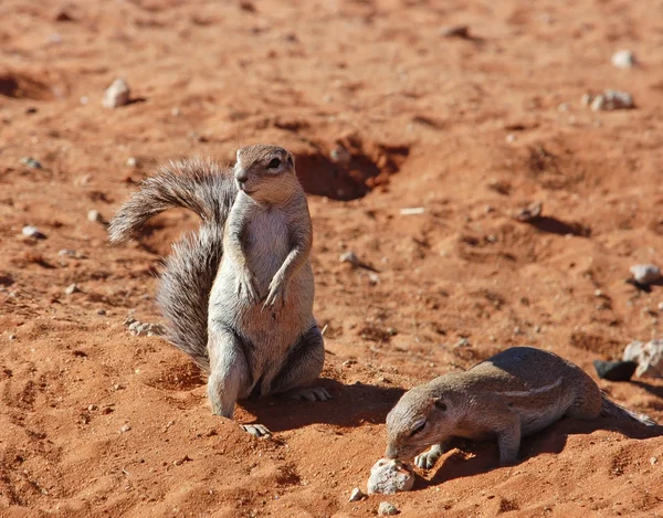 stock image Ground Squirrel