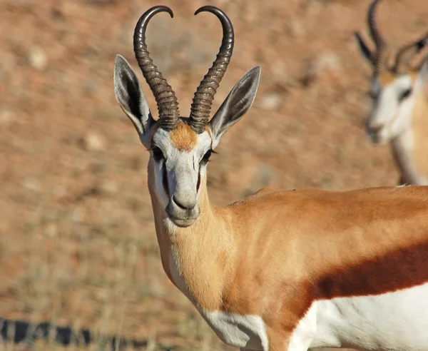 Springbok antelope — Stockfoto