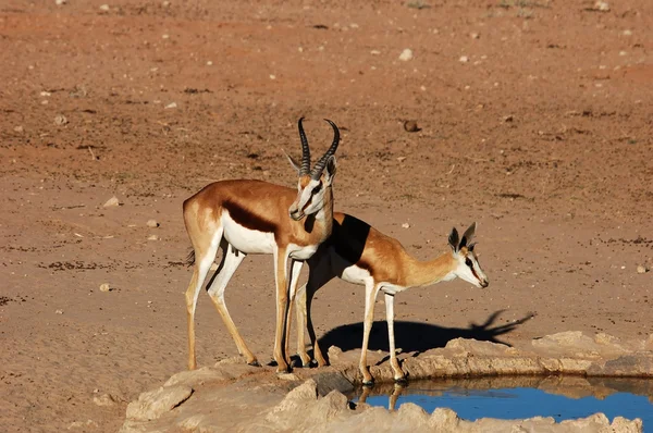 Springbok antilop — Stock Fotó