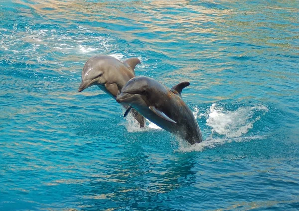 stock image Dolphins