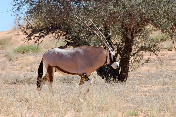 Gemsbok Antelope — Stock Photo, Image