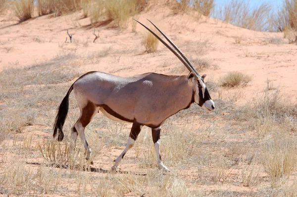 Gemsbok antilop — Stockfoto