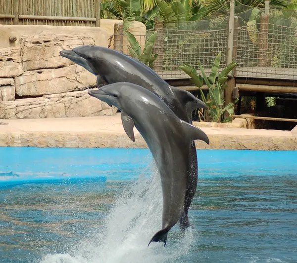 stock image Dolphins Jumping