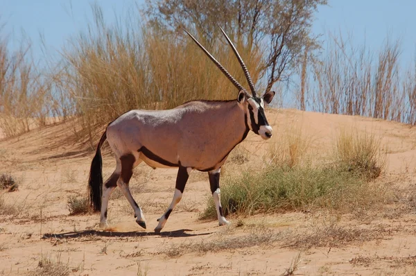 Gemsbok антилопи (Oryx gazella) — стокове фото