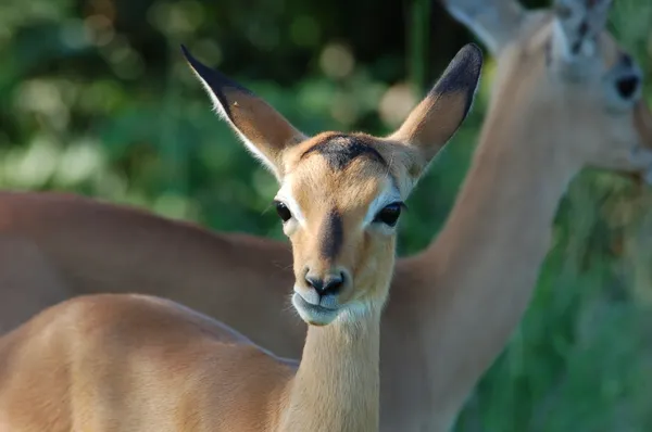 非洲野生动物: 黑斑羚 图库图片