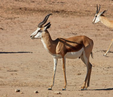 Springbok antilop