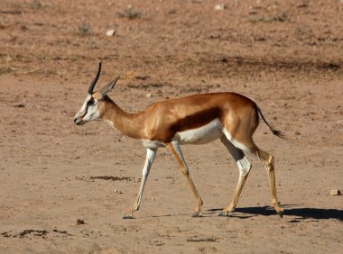 Springbok antilop