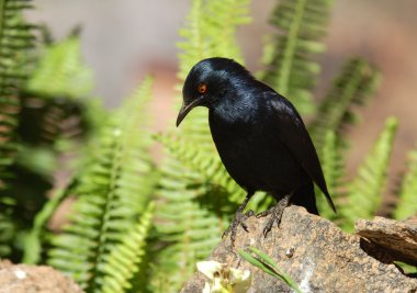 Palewinged Starling clipart