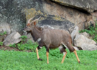 Nyala Antelope clipart