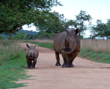 White Rhinoceros clipart