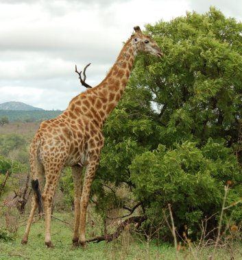 Giraffe in Africa clipart