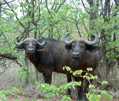 Afrika Cape buffalo