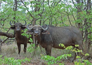 Cape Buffalo wild in Africa clipart