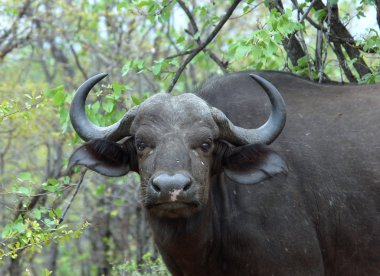 Afrika Cape buffalo