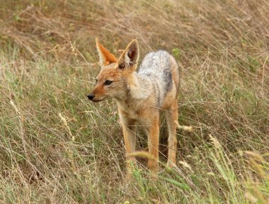 Black-backed Jackal clipart