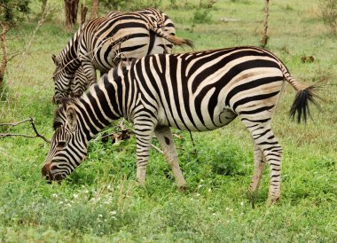 Burchell 'in Zebra' sı Afrika 'da