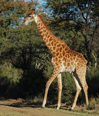 Afrika'da zürafa