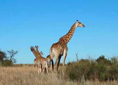 Giraffe in Africa clipart
