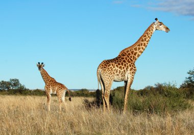 Giraffe cow and calve in Africa clipart