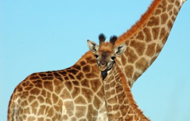 Giraffe baby clipart