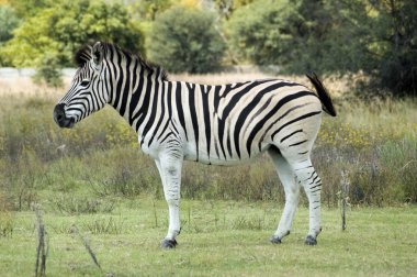 Burchell 'in Zebra' sı Afrika 'da