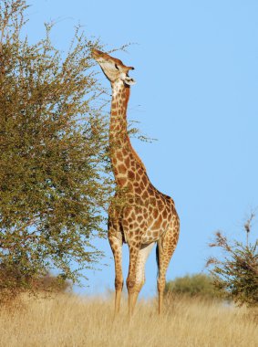 Giraffe clipart