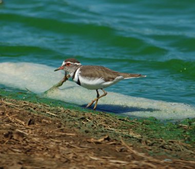 Three-banded Plover clipart
