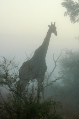 Giraffe in the mist clipart