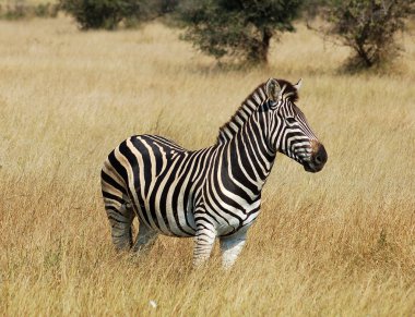 Zebra clipart