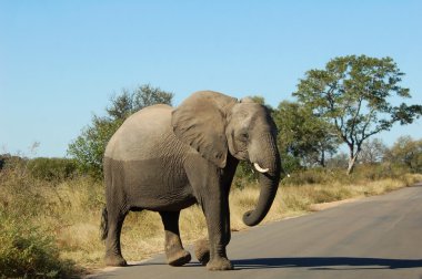 Wildlife: African Elephant clipart