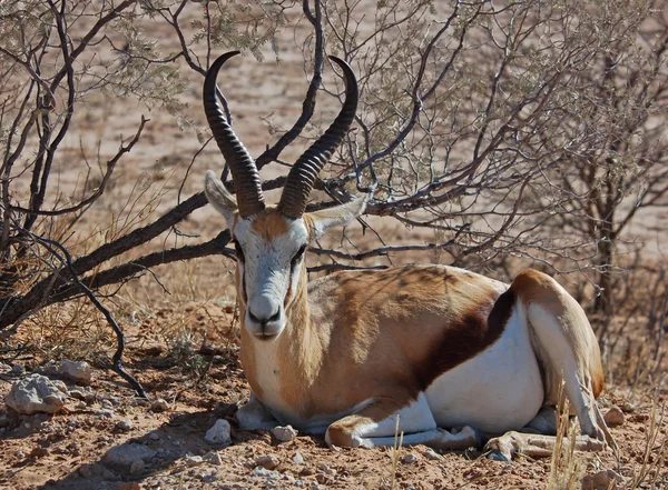 Springbok antilop — Stok fotoğraf
