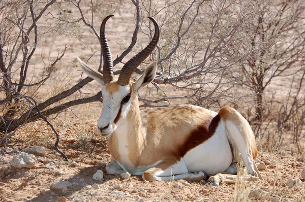 Antilopa skákavá antilopa — Stock fotografie