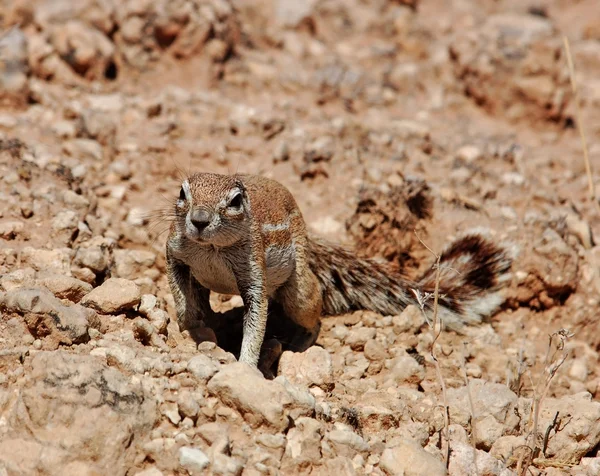 땅 다람쥐 — 스톡 사진