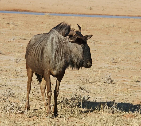 Blauwe gnoe — Stockfoto