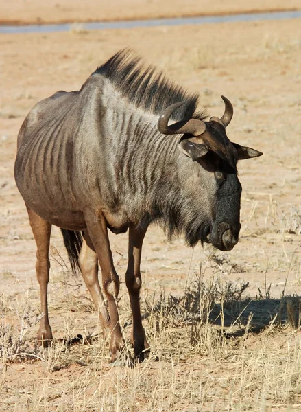 Wildebeest blu — Foto Stock