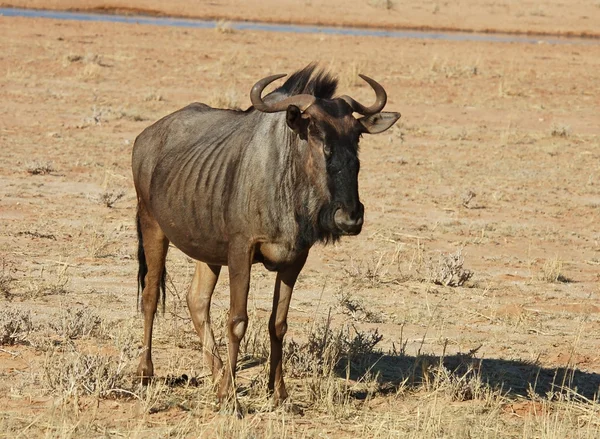Blå GNU (Connochaetes taurinus) — Stockfoto